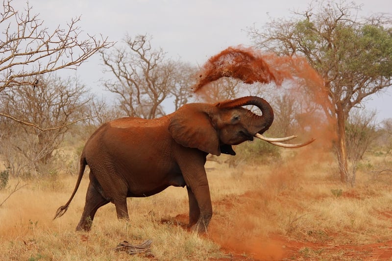 Elephant in the wild