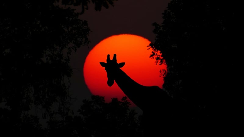 Giraffe in the wild